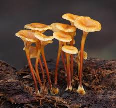 Attēlu rezultāti vaicājumam “Xeromphalina campanella”