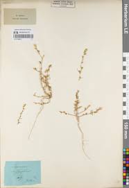 Attēlu rezultāti vaicājumam “Corispermum hyssopifolium”