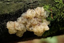 Attēlu rezultāti vaicājumam “Exidia cartilaginea”