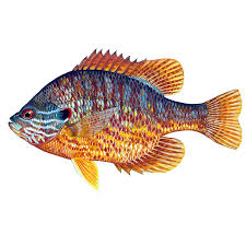 Image result for Lepomis gibbosus