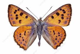Attēlu rezultāti vaicājumam “Lycaena alciphron”
