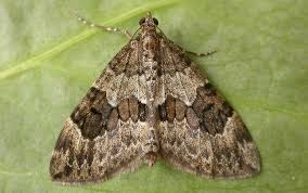 Attēlu rezultāti vaicājumam “Thera variata”