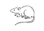 Rat coloring page