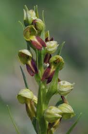 Attēlu rezultāti vaicājumam “Coeloglossum viride”