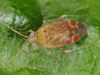 Attēlu rezultāti vaicājumam “Psallus sp.”