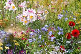 Attēlu rezultāti vaicājumam “Gypsophila paniculata flower”