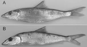 Image result for Albula glossodonta