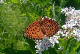 Attēlu rezultāti vaicājumam “Brenthis daphne”