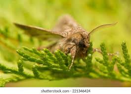 Attēlu rezultāti vaicājumam “Tholera decimalis”