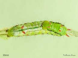 Attēlu rezultāti vaicājumam “Ptilodon capucina larva”