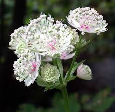 Attēlu rezultāti vaicājumam “Astrantia major flower”