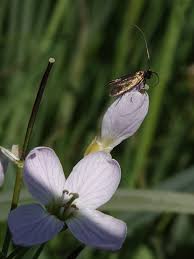 Attēlu rezultāti vaicājumam “Cauchas rufimitrella”
