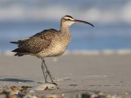 Image result for Numenius hudsonicus