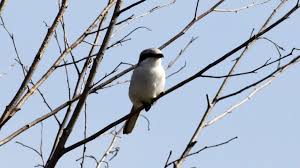 Attēlu rezultāti vaicājumam “Lanius excubitor adult”