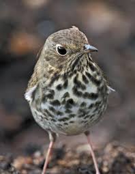 Image result for Catharus guttatus