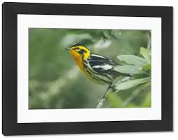 Image result for Dendroica fusca