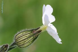 Attēlu rezultāti vaicājumam “Silene latifolia subsp. alba flower”