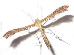 Attēlu rezultāti vaicājumam “Pterophoridae”