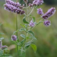 Attēlu rezultāti vaicājumam “Mentha longifolia”