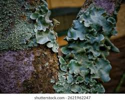 Attēlu rezultāti vaicājumam “Cetrelia sp.”