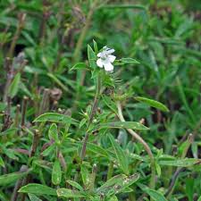 Image result for Satureja hortensis
