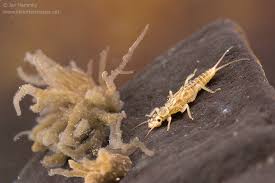 Attēlu rezultāti vaicājumam “Macrosteles sp. nymph”