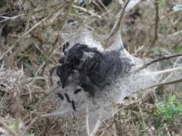 Attēlu rezultāti vaicājumam “Euphydrias aurinia”