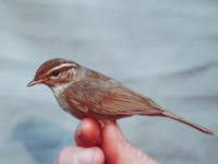 Image result for Phylloscopus schwarzi