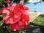bougainvillea glabra alias a - via Daymix