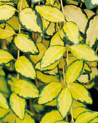 Attēlu rezultāti vaicājumam “Vinca minor leaf”