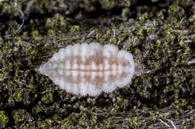 Attēlu rezultāti vaicājumam “Coniopterygidae”