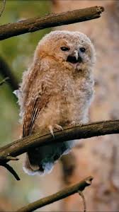 Attēlu rezultāti vaicājumam “Strix aluco juvenile”