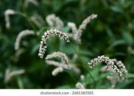 Attēlu rezultāti vaicājumam “Persicaria lapathifolia flower”