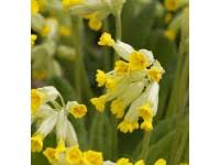 Image result for Himmelschlüssel