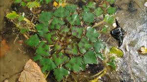 Attēlu rezultāti vaicājumam “Trapa natans”