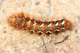 Attēlu rezultāti vaicājumam “Acronicta rumicis larva”