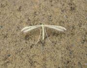 Attēlu rezultāti vaicājumam “Adaina microdactyla”