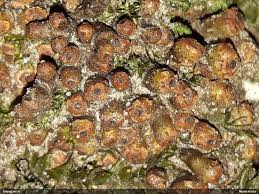 Attēlu rezultāti vaicājumam “Claustria didermoides macro”