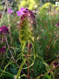 Attēlu rezultāti vaicājumam “Melampyrum cristatum”