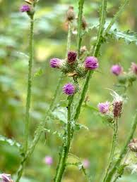 Attēlu rezultāti vaicājumam “Carduus crispus leaf”