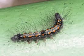 Attēlu rezultāti vaicājumam “Lithosia quadra”