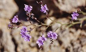 Attēlu rezultāti vaicājumam “Plumbaginaceae”