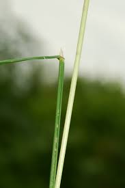 Attēlu rezultāti vaicājumam “Poa palustris”