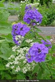Attēlu rezultāti vaicājumam “Phlox paniculata”