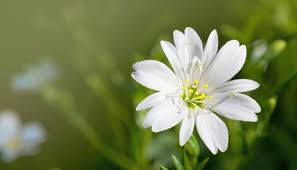 Attēlu rezultāti vaicājumam “Stellaria holostea flower”