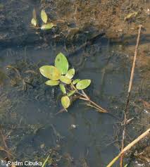 Attēlu rezultāti vaicājumam “Potamogeton gramineus”