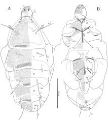 Attēlu rezultāti vaicājumam “Licea castanea sessile”