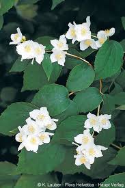 Attēlu rezultāti vaicājumam “Philadelphus coronarius leaf”