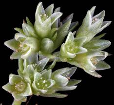 Attēlu rezultāti vaicājumam “Scleranthus annuus”