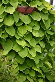 Attēlu rezultāti vaicājumam “Aristolochia durior”